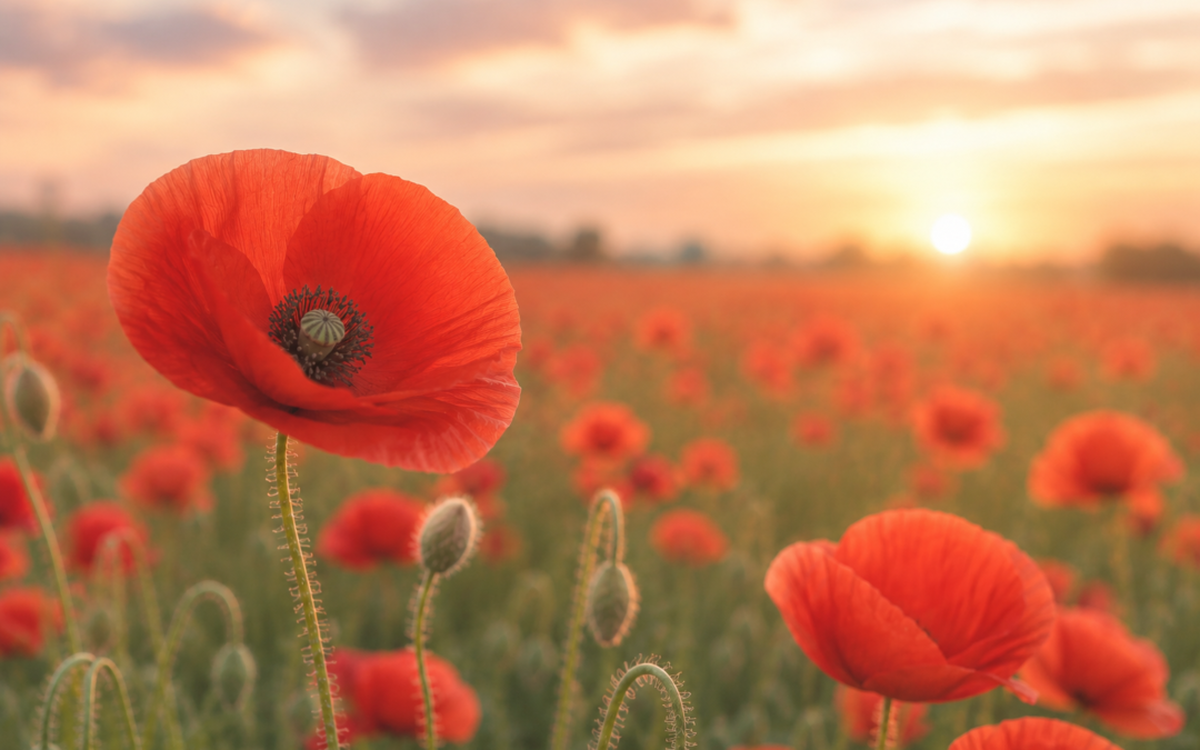 Garden House Hospice – Wildflower and Remembrance Afternoon
